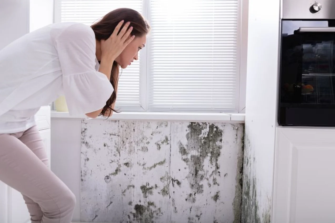 Moisissure sur les murs : Qui est responsable, le locataire ou le propriétaire ?